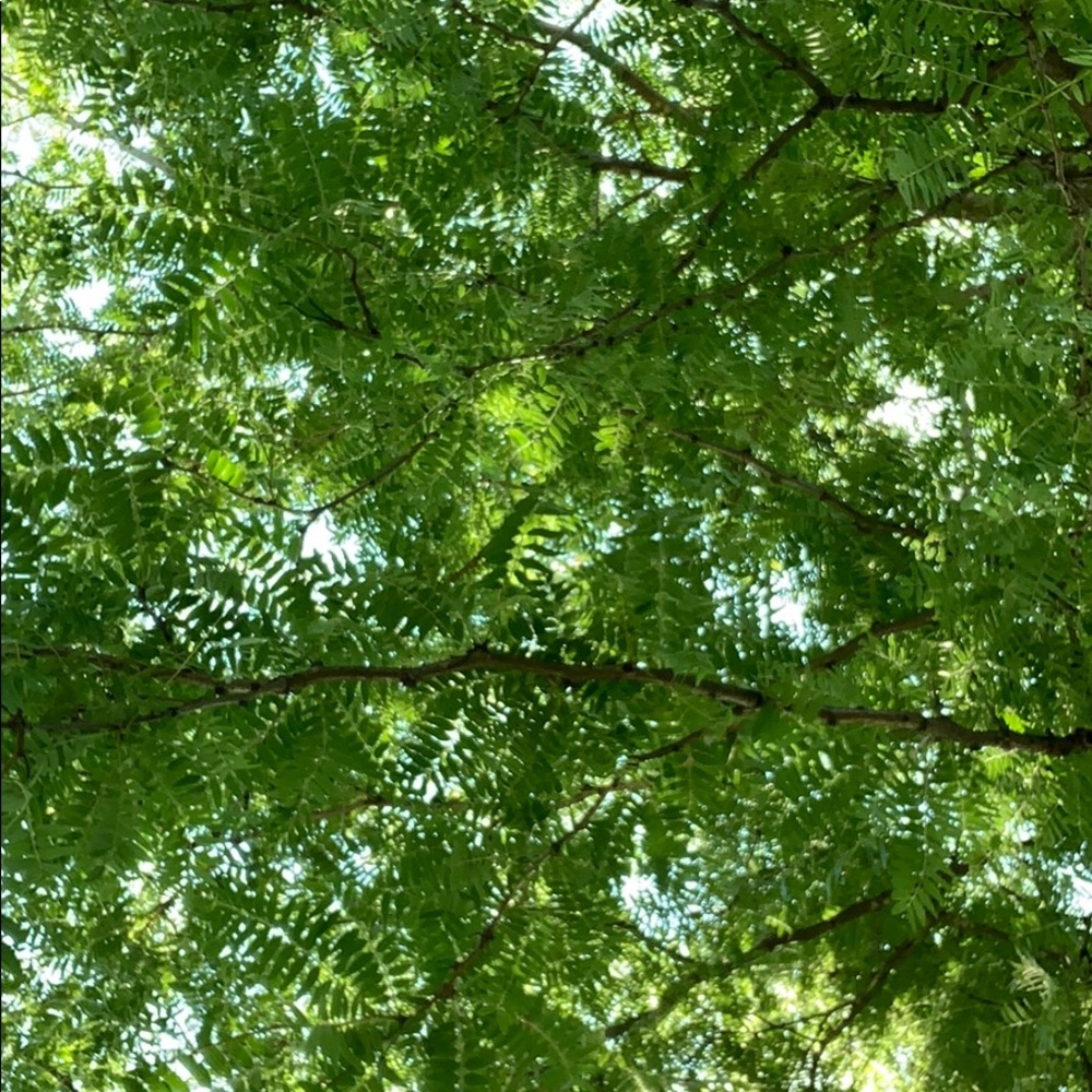 Meet your Posher, Chloey